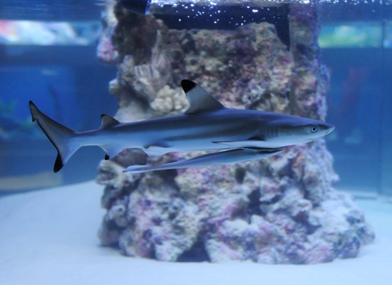 Aquarium with a small shark and remora fish