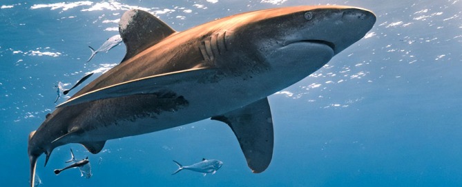 Marketing-Tips-In-Honor-of-Shark-Week