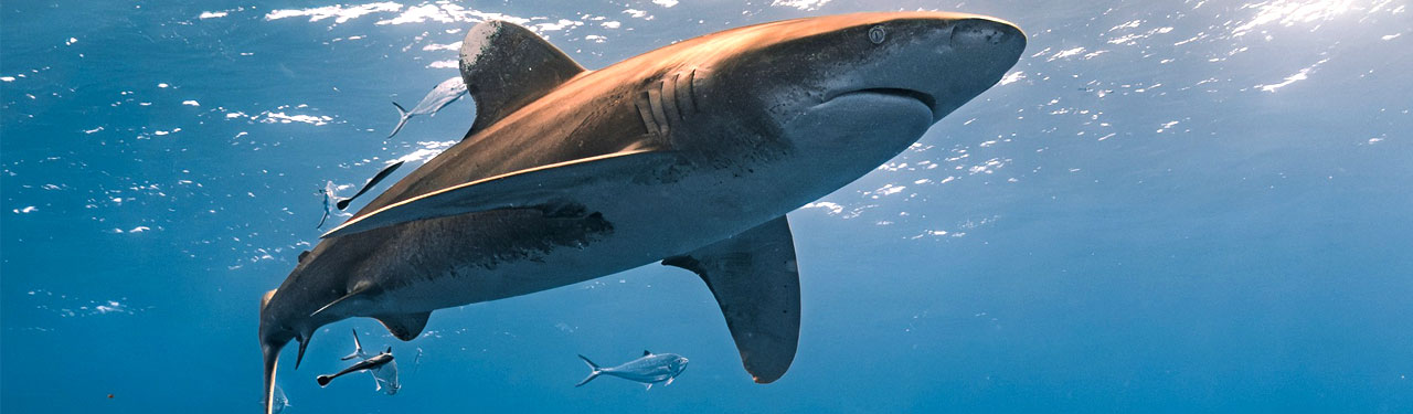 Marketing-Tips-In-Honor-of-Shark-Week