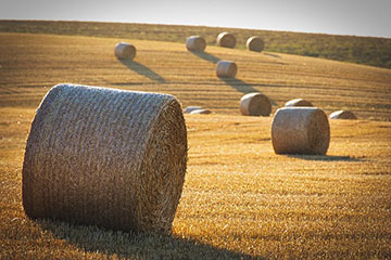Don’t-judge-each-day-by-the-harvest