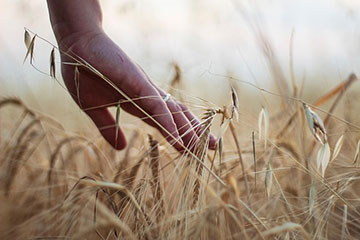 There-is-no-instant-harvest
